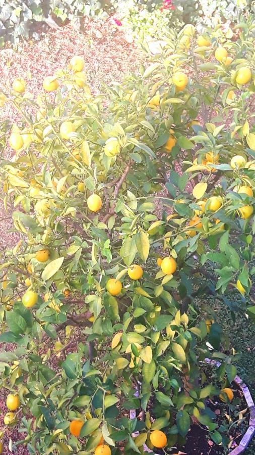 Apartmani Jureta 奥库格哥恩基 外观 照片